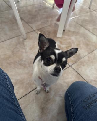 Cagnolino maschio per monta chiuwawa