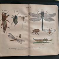 Stampe piccole cromlitografie insetti