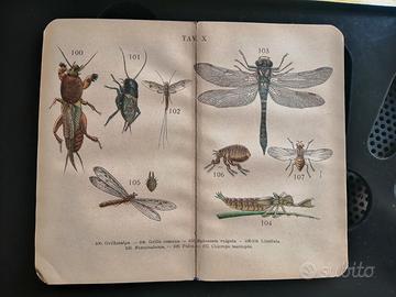 Stampe piccole cromlitografie insetti