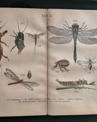 Stampe piccole cromlitografie insetti