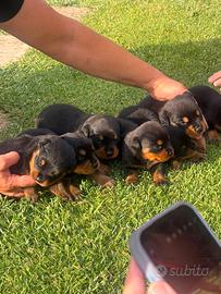 Cuccioli di rottwailler
