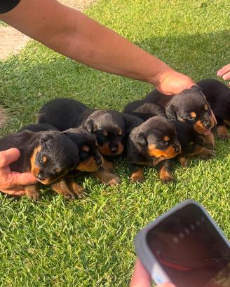 Cuccioli di rottwailler