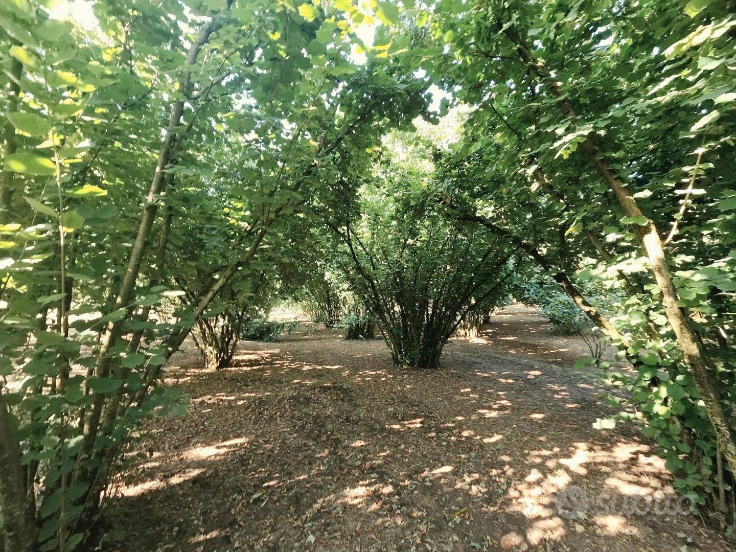 Terreno Agricolo - Caprarola - Vista 3