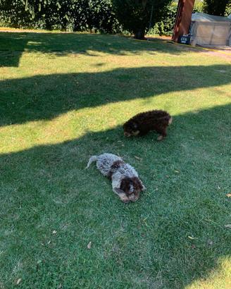 Lagotto Romagnolo