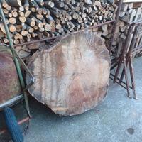 Ruota di Cedro del Libano