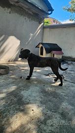 Cane corso