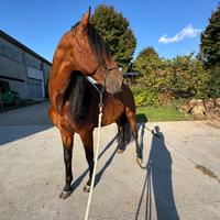Cavallo in Mezza fida Acquanegra sul Chiese