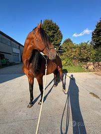Cavallo in Mezza fida Acquanegra sul Chiese