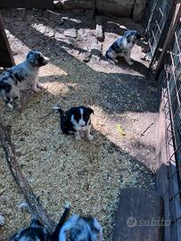 Cuccioli border