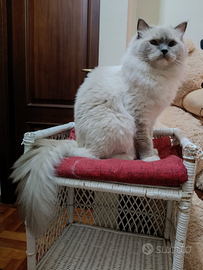 Maschio ragdoll 1 anno