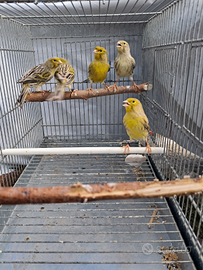 Canarini agata gialli