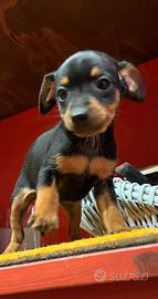 Disponibili pinscher