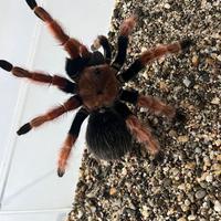 Brachypelma boehmei