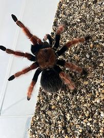 Brachypelma boehmei