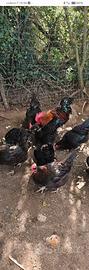 galline