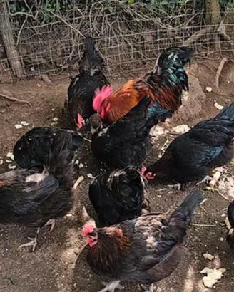 galline