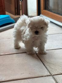 Ultima Cucciola di maltese