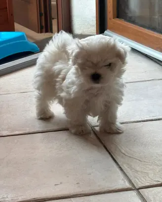 Ultima Cucciola di maltese