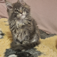 Cuccioli maine coon