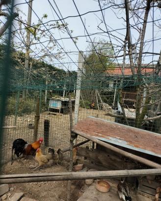 Galline Fenix