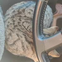 Gattino maschio