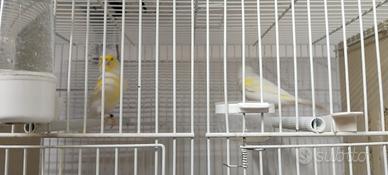 canarini gialli e fattore rosso 