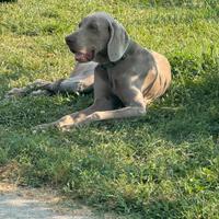 Bracco di Weimar disponibile Weimaraner cucciolata
