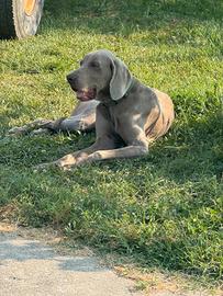 Bracco di Weimar disponibile Weimaraner cucciolata