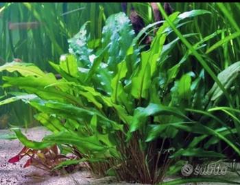 cripticoryne pianta acquario tropicale 