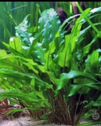 cripticoryne pianta acquario tropicale 