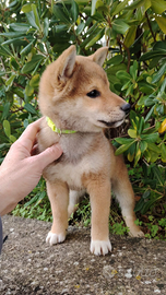 Ultimi shiba Inu maschietti i