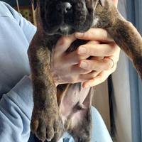 Cucciolo boxer