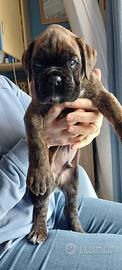 Cucciolo boxer