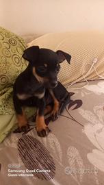 Cucciolo di Pinscher Nano Nerofocato