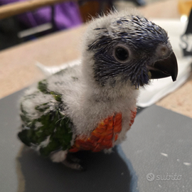 Lori arcobaleno allevati