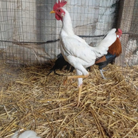 Combattenti inglesi galli e galline