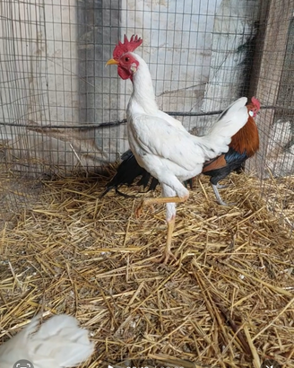 Combattenti inglesi galli e galline