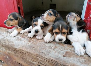 Beagle tricolore
