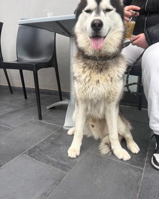 Monta Husky