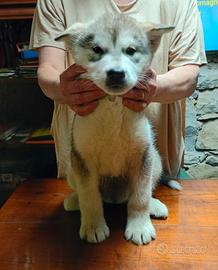 Alaskan malamute