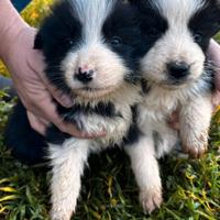 Cuccioli di border collie