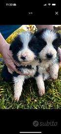 Cuccioli di border collie