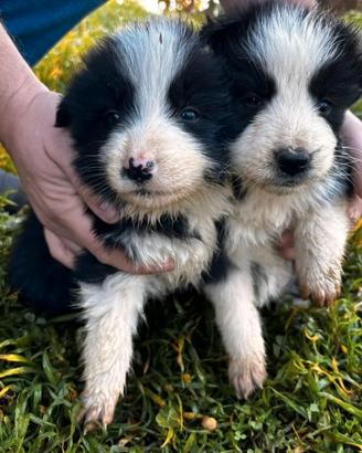 Cuccioli di border collie