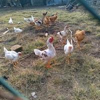 Galletti razza cornish