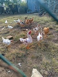 Galletti razza cornish