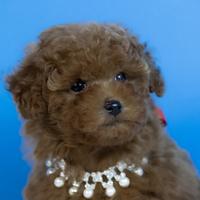 Barboncino toy e mini pedigee enci