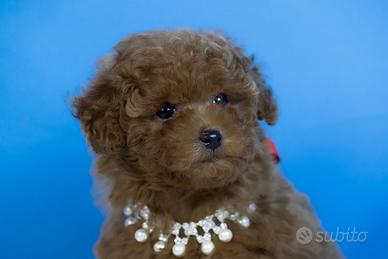 Barboncino toy e mini pedigee enci