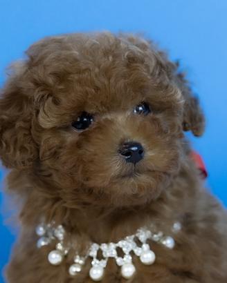 Barboncino toy e mini pedigee enci