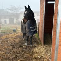 Ripongo Purosangue Inglese