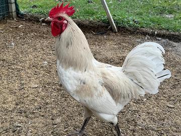 Galli giovani e sani- Vari colori